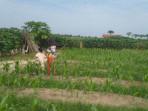 Agrowisata-siCANTIG-Pekanbaru.jpg