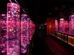 Art-Aquarium-Museum-Ginza-satu-tempat-wisata-unik-di-Tokyo-Jepang.jpg