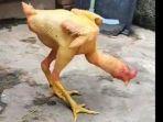 Ayam-Gundul-Viral.jpg