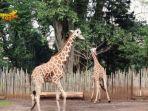 Bandung-Zoo-68686.jpg