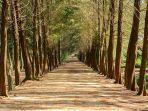 Bangka-Botanical-Garden-satu-tempat-wisata-hits-di-Pangkalpinang-Bangka-Belitung.jpg