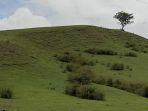 Bukit-Satu-Pohon-di-Desa-Sibedi-Kabupaten-Sigi-Sulawesi-Tengah.jpg
