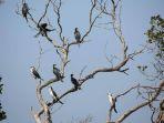 Burung-bertengger-di-ranting-pohon-Suaka-Margasatwa-Danau-Tuadale-Kupang-NTT.jpg