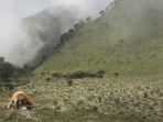 Camping-di-Sabana-2-Gunung-Merbabu.jpg