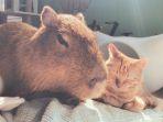 Capyneko-Cafe-kafe-hewan-terbaik-di-Tokyo-Jepang.jpg