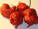 Carolina-Reaper-cabai-terpedas-di-dunia.jpg