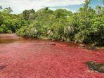Caño-Cristales-satu-tempat-wisata-di-dunia-yang-serasa-berada-di-planet-lain.jpg