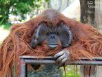 Chiang-Mai-Zoo-kebun-binatang-terbaik-di-Thailand-yang-bisa-kamu-kunjungi-bareng-anak.jpg