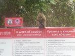 Deretan-anjuran-dan-larangan-yang-harus-kamu-tahu-saat-mengunjungi-Monkey-Hill-Phuket-Thailand.jpg