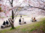 Deretan-tempat-wisata-di-Kyoto-Jepang-buat-menyaksikan-keindahan-bunga-sakura.jpg
