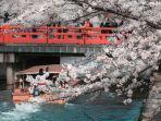 Deretan-tempat-wisata-di-Tokyo-Jepang-buat-menyaksikan-keindahan-bunga-sakura.jpg