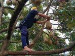 Durian-di-objek-wisata-Tirta-Sumber-Jaya-Cipangalun.jpg