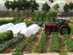 Emirates-Bio-Farm-perkebunan-organik-terbesar-di-Dubai.jpg