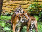 Harimau-Kebun-Binatang-Surabaya.jpg