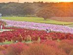 Hitachi-Seaside-Park-satu-taman-bunga-terbaik-di-Tokyo-Jepang.jpg