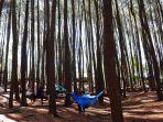 Hutan-Pinus-Mangunan-Bantul-Jogja.jpg