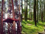 Hutan-Pinus-Nongko-Ijo.jpg