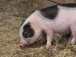 Ilustrasi-Babi-Super.jpg