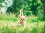 Ilustrasi-anak-kucing.jpg