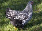 Ilustrasi-ayam-Wyandotte.jpg