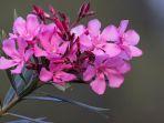 Ilustrasi-bunga-jepun-dengan-nama-ilmiah-Nerium-oleander.jpg