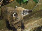 Ilustrasi-coatis.jpg