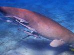 Ilustrasi-duyung-atau-dugong-di-laut-lepas.jpg