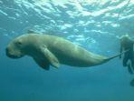 Ilustrasi-duyung-atau-dugong-yang-difoto-dengan-manusia-ketika-menyelam-di-lautan.jpg