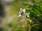 Ilustrasi-edelweiss-atau-bunga-abadi-di-puncak-gunung.jpg