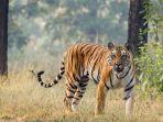 Ilustrasi-harimau-Sumatera.jpg