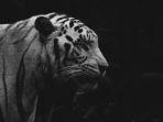 Ilustrasi-harimau-putih1.jpg