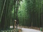 Ilustrasi-hutan-bambu-wisata-alam-yang-cocok-untuk-healing.jpg