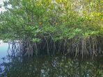 Ilustrasi-hutan-mangrove-yang-cocok-buat-healing-saat-liburan-akhir-pekan1.jpg