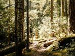 Hutan Wisata Kebesani, Ekowisata Pinus di Ende NTT dengan Udara Sejuk