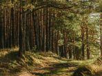 Ilustrasi-hutan-pinus.jpg