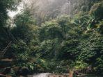 Ilustrasi-hutan-tropis-yang-suasananya-begitu-asri-dan-menenangkan.jpg