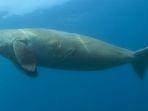 Ilustrasi-ikan-duyung-atau-dugong-di-laut-lepas.jpg