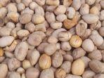 Ilustrasi-kacang-bogares-oleh-oleh-khas-Tegal-yang-unik-digoreng-pakai-tanah-bukan-minyak.jpg