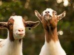 Ilustrasi-kawanan-kambing.jpg