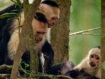 Ilustrasi-kawanan-monyet-capuchin-di-hutan.jpg