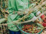 Ilustrasi-kebun-kopi-seorang-petani-sedang-memanen-kopi-dari-pohonnya-langsung.jpg