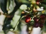 Ilustrasi-kebun-kopi.jpg
