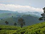 Ilustrasi-kebun-teh-1.jpg