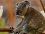 Ilustrasi-koala.jpg