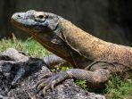 Ilustrasi-komodo-di-alam-liar.jpg