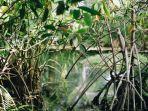 Ilustrasi-mangrove.jpg