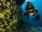 Ilustrasi-menyelam-atau-diving-sambil-menikmati-keindahan-bawah-laut.jpg