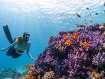 Ilustrasi-menyelam-atau-diving-sambil-menikmati-keindahan-bawah-laut1.jpg