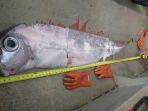 Ilustrasi-oarfish-atau-ikan-kiamat.jpg