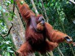 Ilustrasi-orangutan-di-cagar-alam-yang-sedang-bergelantungan.jpg